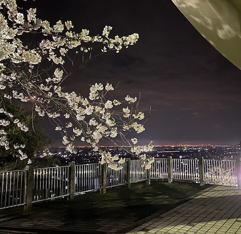 桜祭り🌸