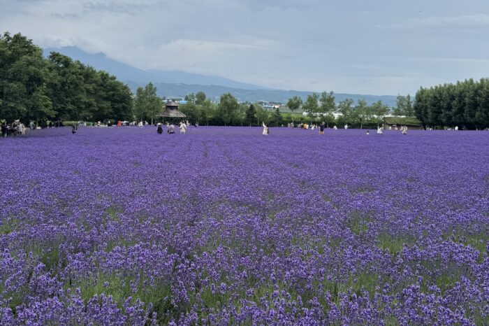 夏の富良野といえば