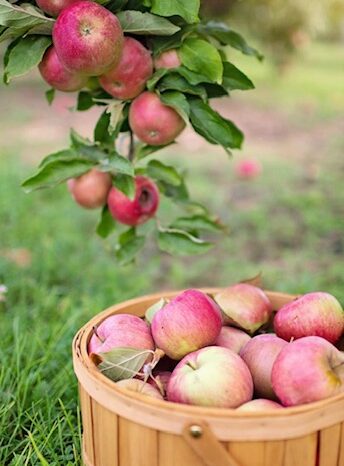🍏庭木🍎